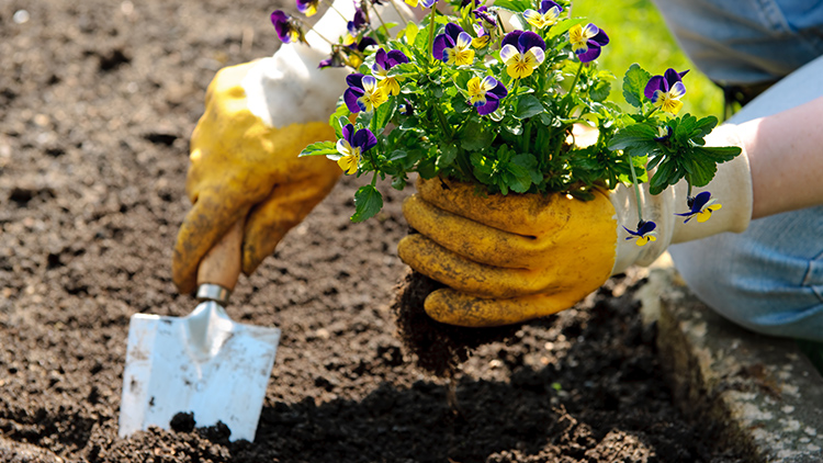 foto como plantar flores