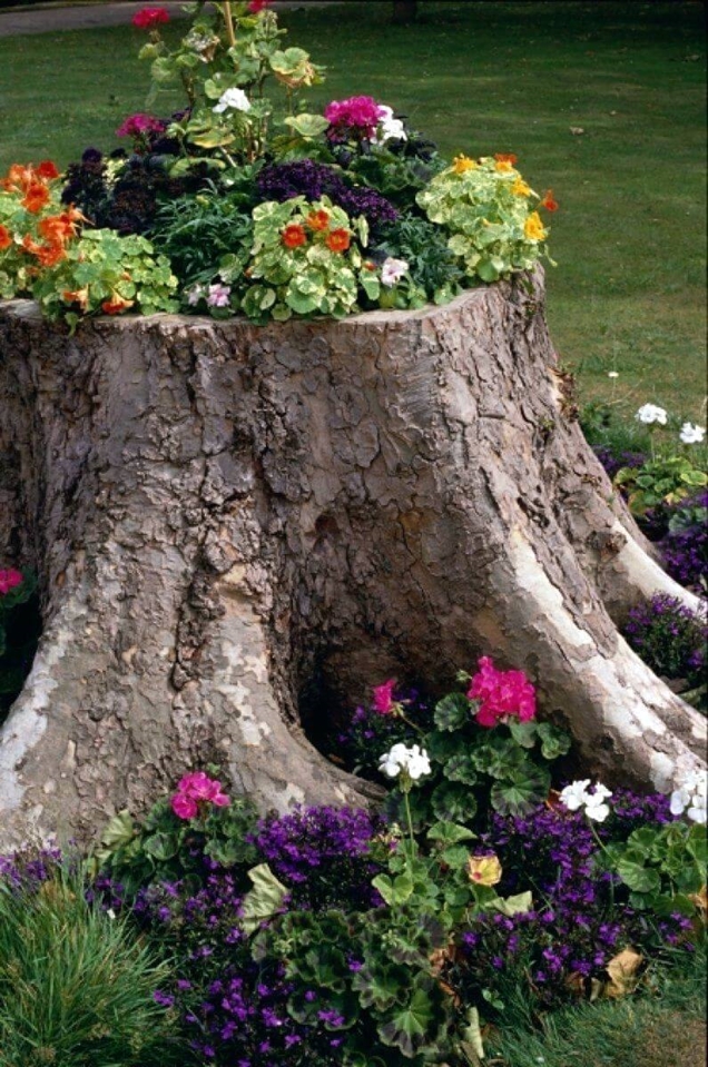 foto de flores en un tronco