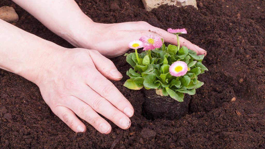 foto de como plantar flores